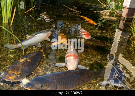 Koi carpa nel laghetto Foto Stock