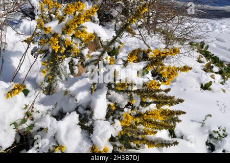 rami di gorse ricoperti di neve Foto Stock