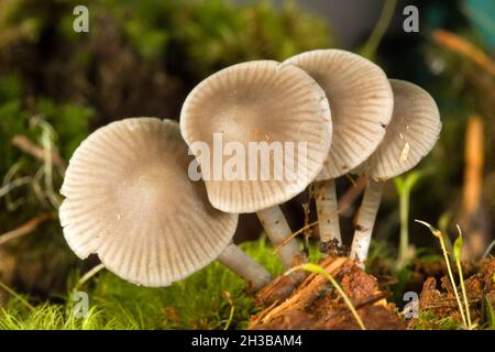 Un gruppo di piccoli funghi micena, che crescono da legno marcio in una foresta di conifere nella catena Cascade dell'Oregon centrale, in autunno. Foto Stock
