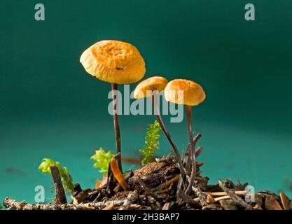 Particolare di Xeromphalina cauticinalis, il fungo di coda di zenzero pinelitter, che cresce in una foresta di abete douglas nelle montagne centrali dell'Oregon Cascade. Foto Stock