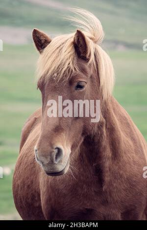 Primo piano ritratto di un bel cavallo islandese marrone, Islanda Foto Stock
