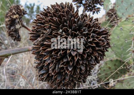 Il Peralta Canyon Trail, un'ottima escursione nelle Superstition Mountains occidentali in Arizona Foto Stock