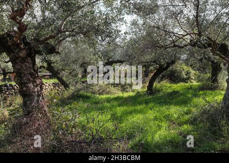 Antico oliveto in Grecia con alberi gnarlati e pareti in pietra tumbled e un basso edificio in lontananza Foto Stock