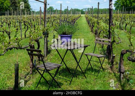 Azienda vinicola olandese a Brabante Nord in giornata di sole, giovani germogli di foglie d'uva su vigneti verdi in Olanda Foto Stock