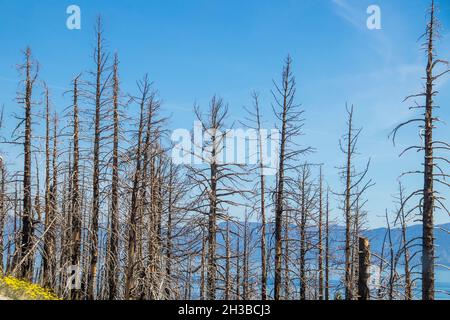 Camion arbordati di alberi con lago e montagne di Tahoe sullo sfondo - resti del fuoco foresta della California Foto Stock