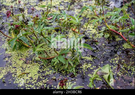 Collezione botanica, Comarum palustre o Potentilla palustris pianta medicinale, noto con i nomi comuni marshlocks viola, cigno palude e Marne Foto Stock