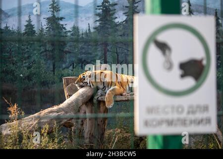 triste bella tigre rossa si trova in una voliera Foto Stock