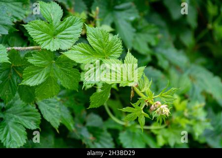 Collezione botanica, foglie verdi di Humulus lupus o luppolo pianta utilizzati per la produzione di birre Foto Stock
