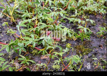 Collezione botanica, Comarum palustre o Potentilla palustris pianta medicinale, noto con i nomi comuni marshlocks viola, cigno palude e Marne Foto Stock