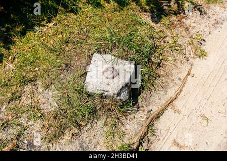 Un piccolo palo di cemento con una targhetta metallica segna il confine della trama in una vasta area forestale in Polonia vicino al villaggio di Wilga. Qui il post è sul bord Foto Stock