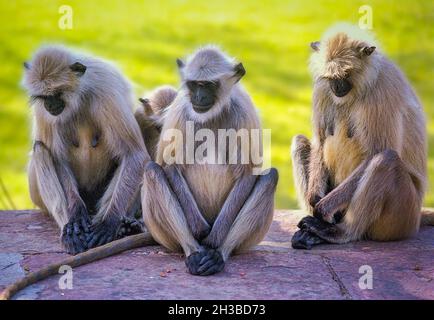 Tre scimmie langur saggiamente seduti su una panchina di pietra in un parco in India Foto Stock