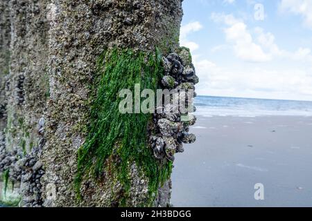 Gruppi di cozze vive vongole molluschi che crescono su pali di legno a bassa marea nel Mare del Nord, Zoutelande, Zelanda, Paesi Bassi Foto Stock