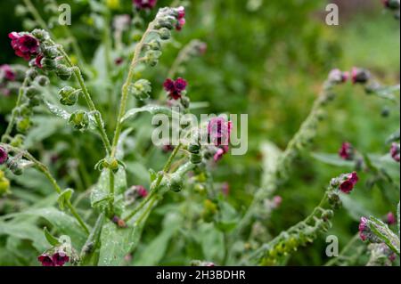 Collezione botanica, cinoglossum officinale o pianta con lingua di cane con fiori rossi Foto Stock