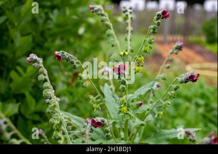 Collezione botanica, cinoglossum officinale o pianta con lingua di cane con fiori rossi Foto Stock