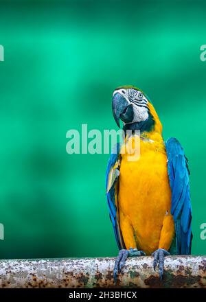 Macaw seduto su un tubo Foto Stock