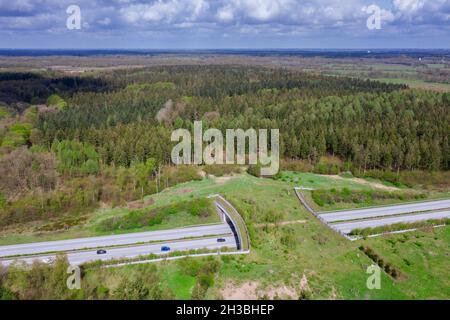 Veduta aerea sopra la fauna selvatica che attraversa / il cavalcavia della fauna / ponte degli animali / viadotto / ponte verde che attraversa una strada in Schleswig-Holstein, Germania Foto Stock