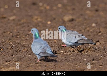 Due colombi (Columba oenas) che foraggiano in campo, cercando di mangiare semi su terreni agricoli in primavera Foto Stock