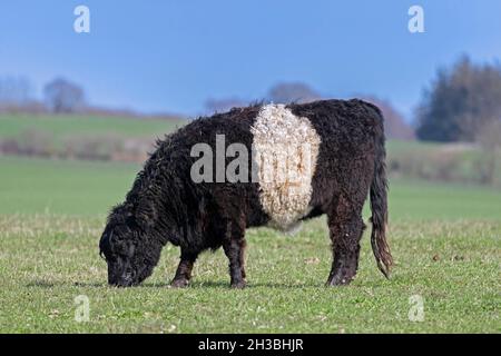 Bellotted Galloway / sheeted Galloway / Beltie / White-middled Galloway, razza scozzese tradizionale di bovini da carne, mucca che pascolo in pascolo / campo Foto Stock