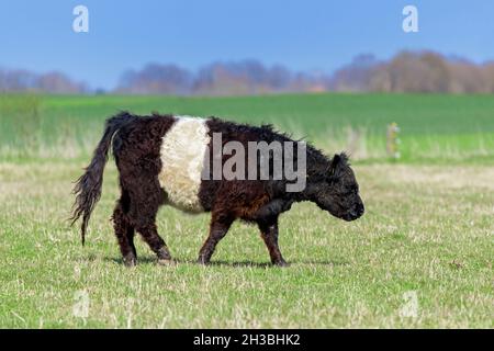 Bellotted Galloway / sheeted Galloway / Beltie / White-middled Galloway, razza scozzese tradizionale di bovini da carne, mucca che pascolo in pascolo / campo Foto Stock