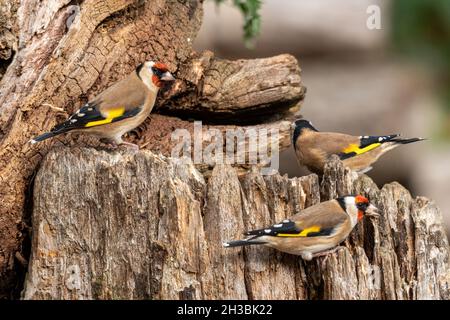 Tre carduelis (Carduelis carduelis) su un ceppo di albero, Regno Unito Foto Stock