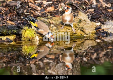 Due carduelis carduelis (carduelis) in uno stagno giardino, uno con una bevanda d'acqua, Regno Unito Foto Stock