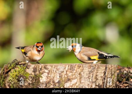 Due carduelis carduelis (carduelis carduelis) che si nutrono su un alimentatore di uccelli da giardino al suolo, Regno Unito Foto Stock