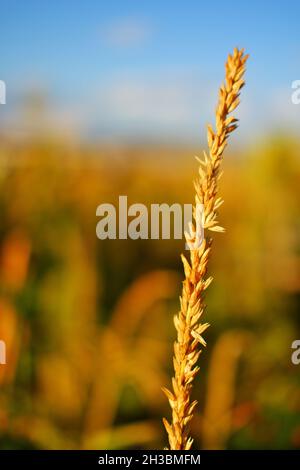Bookeh foto della parte superiore della pianta di mais con sfondo sfocato e spazio di copia in cielo blu sfocato Foto Stock