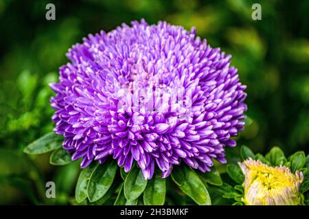 Fiore viola doppio in astro nel giardino sul aiuole. Foto Stock