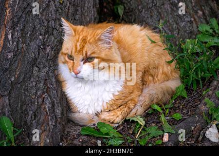 Un gatto zenzero siede sotto un albero nel giardino. Foto Stock