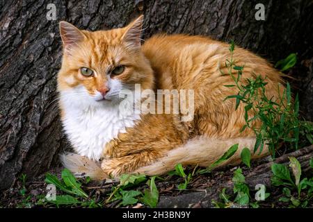 Un gatto zenzero siede sotto un albero nel giardino. Foto Stock