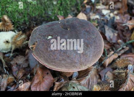 Funghi - Matte Bolete (Xerocomellus pruinatus) Foto Stock