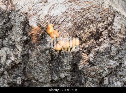 Grumo del fungo - tuft di zolfo (Hypholoma fasciculare) Foto Stock