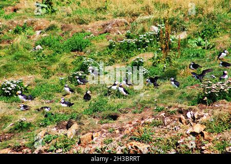 Puffins Atlantico su un'isola, Elliston, Terranova Foto Stock