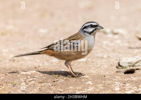 Rock Bunting (Emberiza cia), vista laterale di un maschio adulto in piedi sul terreno, Abruzzo, italia Foto Stock