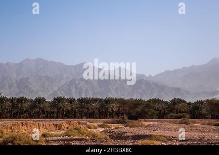 Vista di alberi di palma di data boschetto nel deserto Israele. Montagne rocciose dietro le palme. Foto Stock