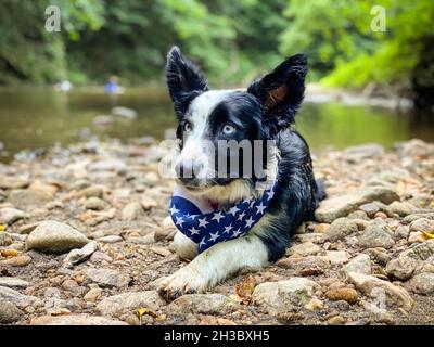 Border Collie cucciolo adagiato su una spiaggia rocciosa sul letto del fiume, Fallston, MD Foto Stock