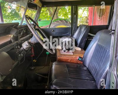 Il vecchio bordo Collie si trova davanti al sedile di Land Rover, Fallston, MD Foto Stock