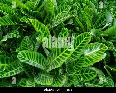 Zebra pianta sa come Goeppertia Zebrina con strisce come una Zebra (Calathea zebrina) è nel giardino di Medellin, Colombia Foto Stock