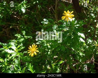 Fiori gialli conosciuti come African Bush Daisy o Bull's-Eye (Euryops chrysanthemoides) in un giardino in un giorno di sole Foto Stock