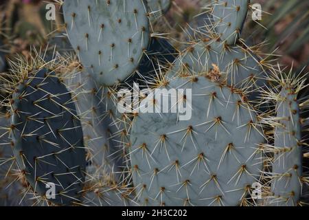 Primo piano dello stabilimento di Opuntia robusta cactus. Foto Stock