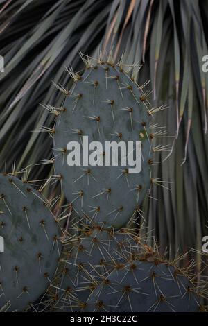 Primo piano dello stabilimento di Opuntia robusta cactus. Foto Stock
