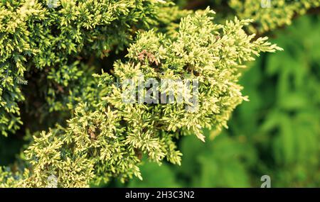 I conifere di Evergreen, una specie del genere Juniper della famiglia Cypress. Foto Stock