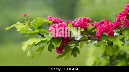 Alberi primaverili fioriti nel parco. Il biancospino di lampone fiorisce in giardino in primavera. Foto Stock