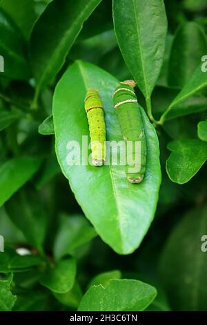 Coppia di Citrus Tree Caterpillars in diversi Instar poggianti sulla foglia di Lime Tree con fuoco selettivo Foto Stock