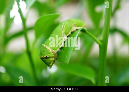 Primo piano un Vivid Green Lime Swallowtail Caterpillar che strisca su un Lime Tree Leaf Foto Stock