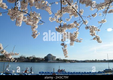 Washington DC Cherry Blossom Peak Bloom Foto Stock