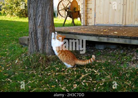 gatto graffiando i suoi artigli contro l'albero in una bella giornata di ottobre in un villaggio bavarese Foto Stock