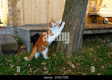 gatto graffiando i suoi artigli contro l'albero in una bella giornata di ottobre in un villaggio bavarese Foto Stock