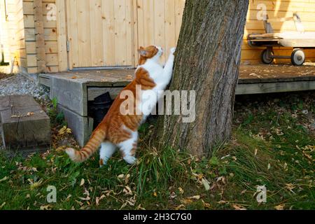 gatto graffiando i suoi artigli contro l'albero in una bella giornata di ottobre in un villaggio bavarese Foto Stock