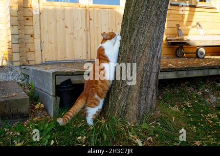 gatto graffiando i suoi artigli contro l'albero in una bella giornata di ottobre in un villaggio bavarese Foto Stock